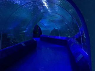 180 of 90 graden acrylpanelen voor aquariumtunnel