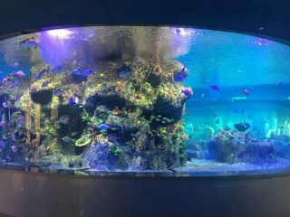 fabriekslevering viskommen, ronde glazen aquariums