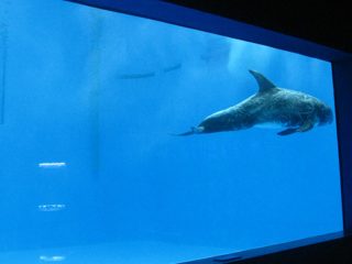 Hoogwaardig groot acrylaquarium / zwembadraam onder water met dikke ramen