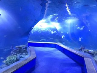 Clear pmma acryl Grote plastic tunnel van aquarium